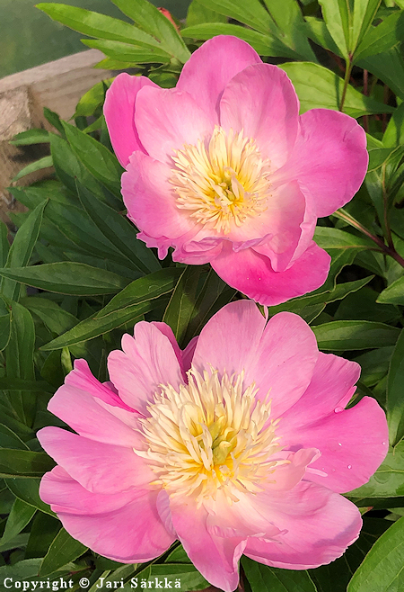 Paeonia lactiflora 'Wladyslawa'